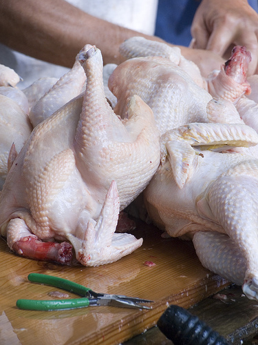 Clean chicken. Chicken cleaning